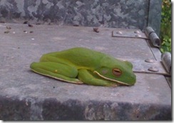 frog